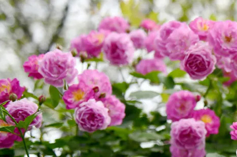 图说天游WEB|赏花正当时，来一波香气十足的“花”式上新